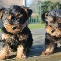 cuccioli di yorkshire registrati per il re-homing