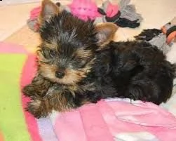 cuccioli di yorkshire registrati  
