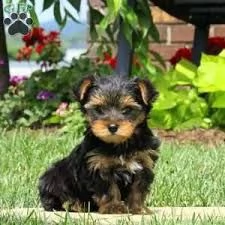 cuccioli di yorkshire allevati in casa per il reinserimento
