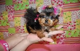 ho un cucciolo di yorkie maschio e femmina da offrire.