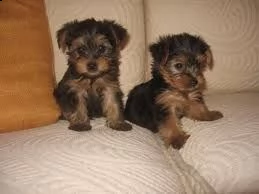 55 cucciolo di yorkie assolutamente sano