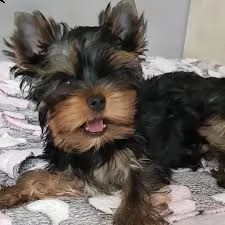 22 cucciolo di yorkie assolutamente sano