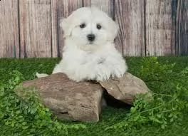 cucciolo di havanese tenerissimi intrigantissimi e buonissimi di 70 giorni sia maschi che femmina ot