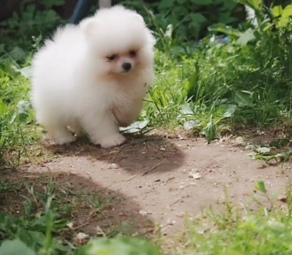  regalo  volpino pomerania mini toy  | Foto 0