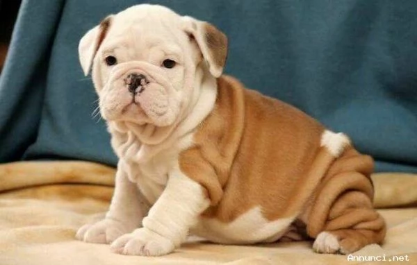 cuccioli di bulldog inglese intelligenti pronti