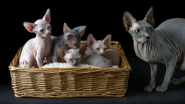 gatti sphynx bellissimi cuccioli | Foto 0