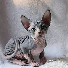 gatti sphynx bellissimi cuccioli
