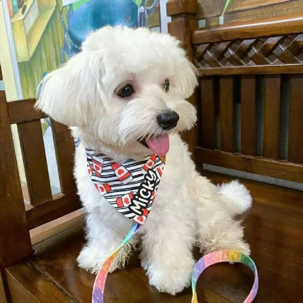 disponibili cuccioli maltesi simpatici e sani