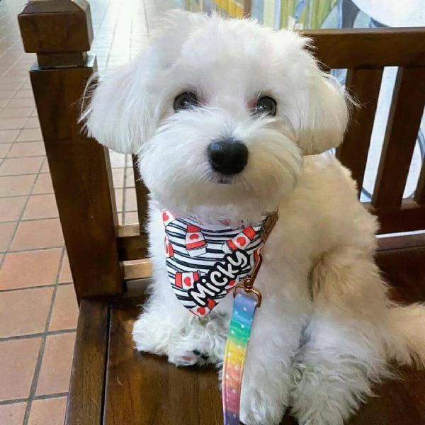 disponibili cuccioli maltesi simpatici e sani | Foto 1