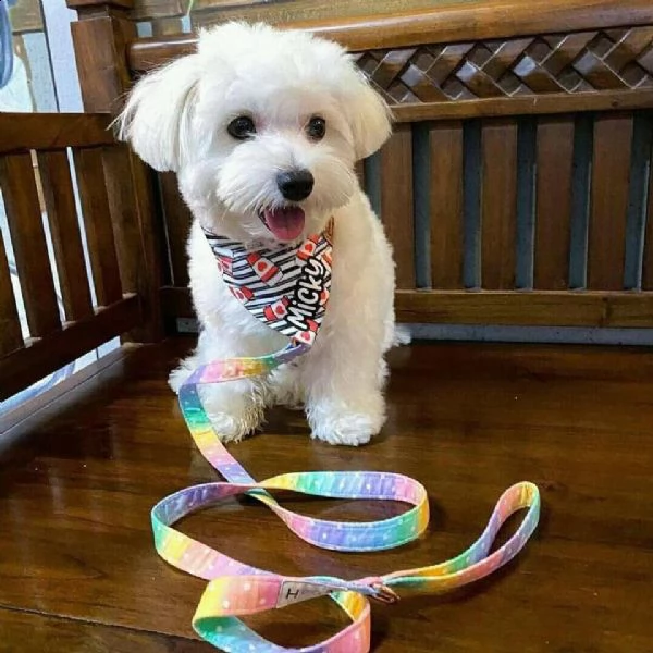 disponibili cuccioli maltesi simpatici e sani | Foto 0