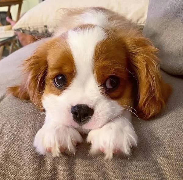 solo 6 settimane da quando questo adorabile cucciolo di cavalier king, è stato partorito nella nostr