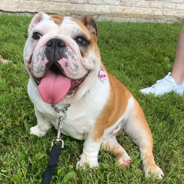 sto cercando una buona casa adottiva che si occupi del mio adorabile cucciolo di bulldog inglese di 