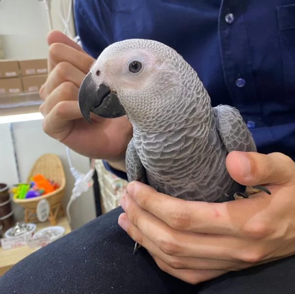 il pappagallo grigio ha bisogno di una nuova casa