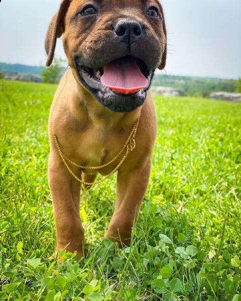 regalo cuccioli bullmastiff  adorabili cuccioli di bullmastiff femmine e maschi disponibili in adozi