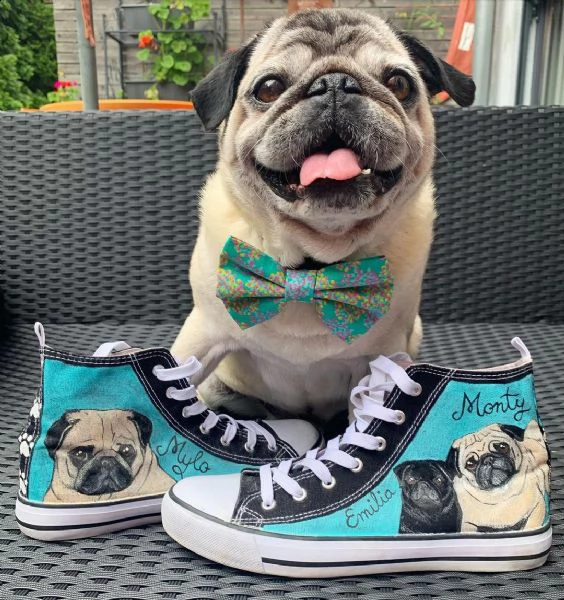 regalo cuccioli di calino bellissimi cuccioli disponibili, carattere adorabile ,sono docili ed affet