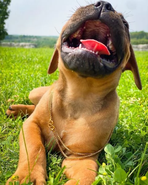 regalo cuccioli bullmastiff  adorabili cuccioli di bullmastiff femmine e maschi disponibili in adozi | Foto 0