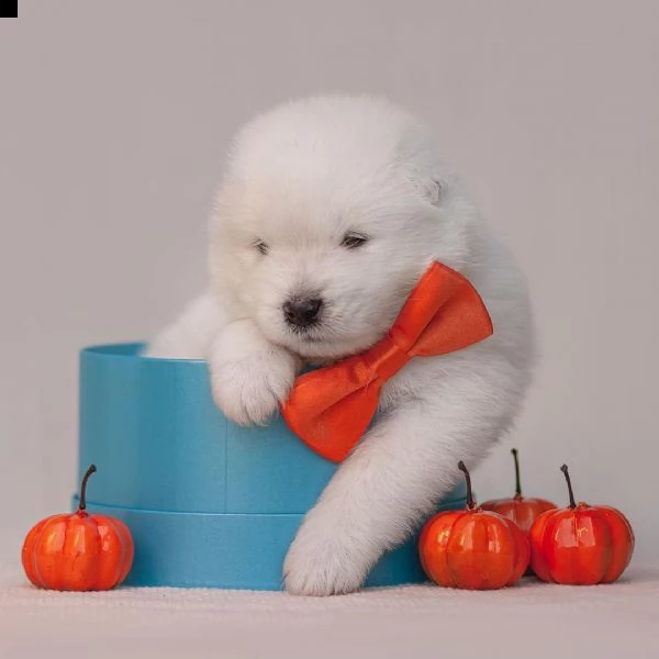 regalo cuccioli samoiedo i cuccioli vengono consegnati con svezzamento , primo vaccino, libretto san