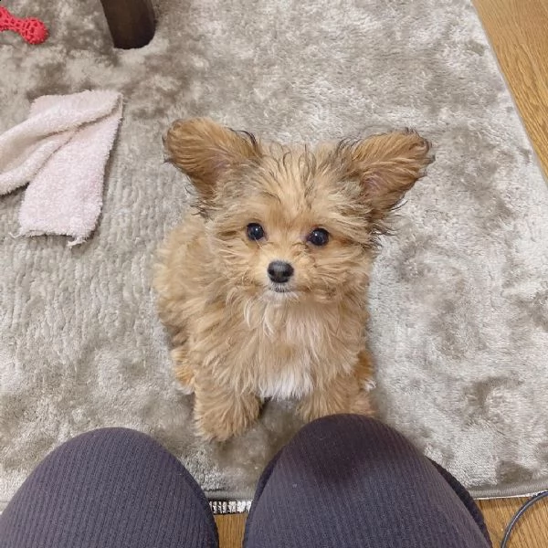 cucciolo adorabile carino