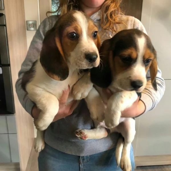 il cucciolo più carino in adozione gratuita