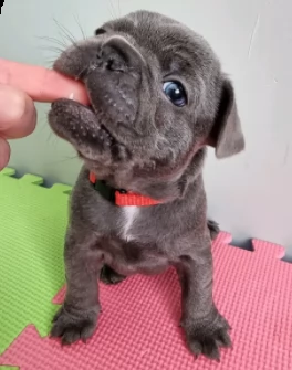 cane originali bouledogue francese di 90 giorni | Foto 2