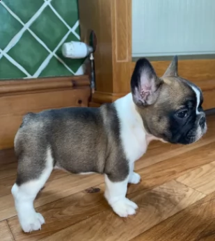 cane originali bouledogue francese di 90 giorni | Foto 1