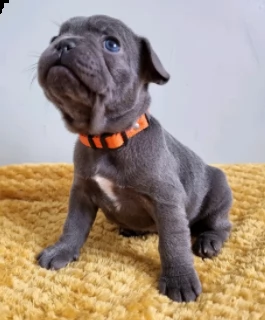 cane originali bouledogue francese di 90 giorni | Foto 0