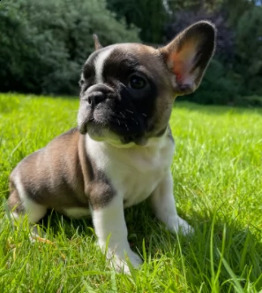 cane originali bouledogue francese di 90 giorni