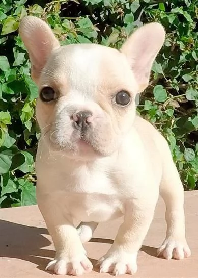moltosani e belli bouledogue francese
