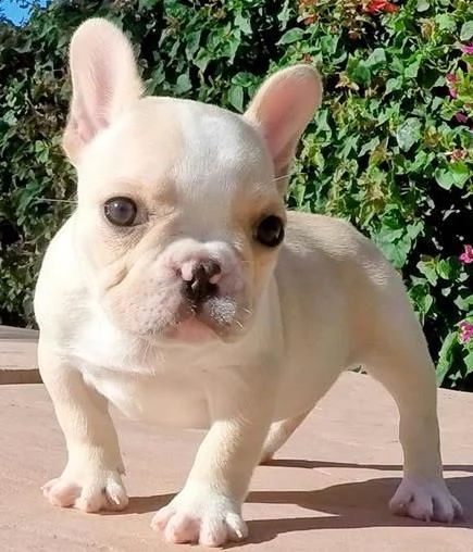 moltosani e belli bouledogue francese | Foto 0