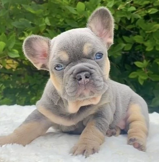 cucciolini bouledogue francese con pedeegre