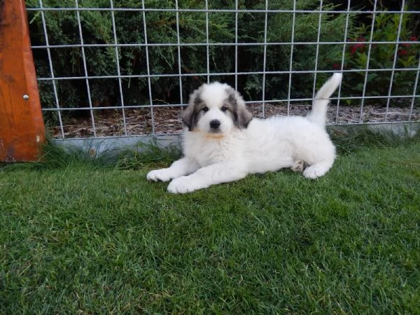 cuccioli cani da montagna dei pirenei | Foto 2