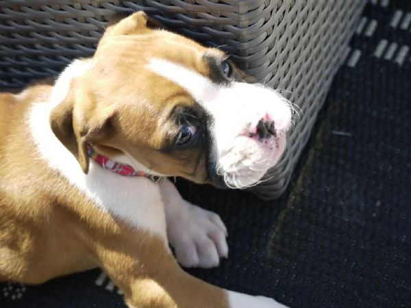 meravigliosa cucciolata di boxer  con pedigree  | Foto 0
