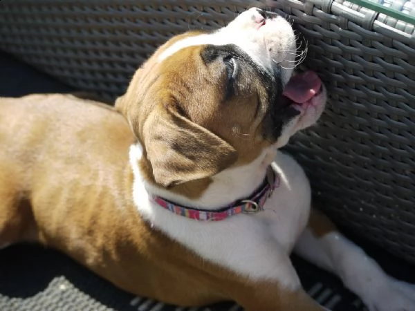 meravigliosa cucciolata di boxer  con pedigree 