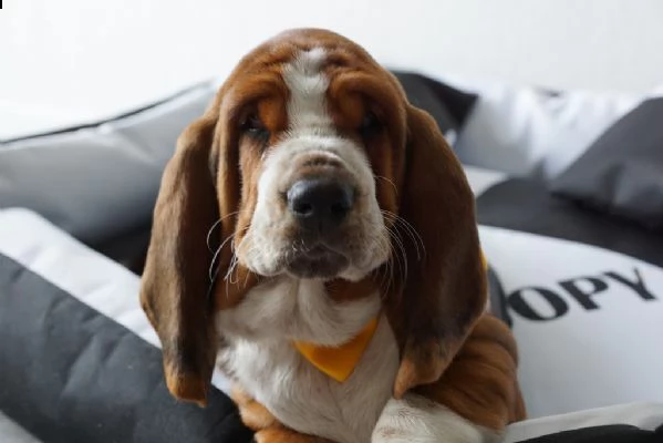 splendidi cuccioli di bassethound | Foto 0