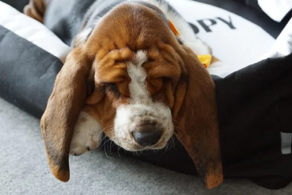 splendidi cuccioli di bassethound