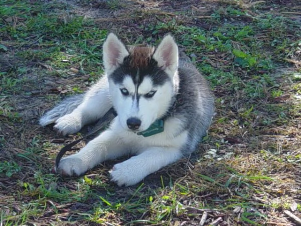 cuccioli di siberian husky puri con pedigree. | Foto 0
