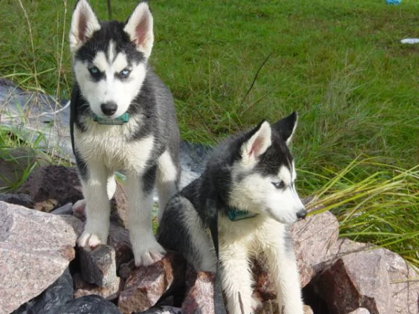 cuccioli di siberian husky puri con pedigree.