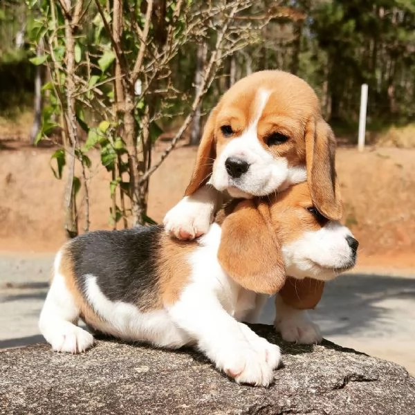 regalo cuccioli dolce e bella beagle stiamo dando questi nostri cuccioli sani maschi e femmine in un