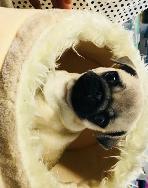 regalo carlino toy!!!