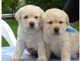 email : arwenbrades10[at]gmail[.com] adorali cuccioli di maltese femminucce e maschietti disponibili per 