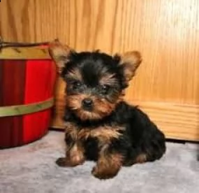 yorkshire terrier cucciolo