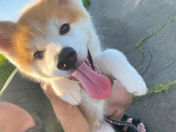 simpatici cuccioli di shiba inu maschi e femmine regalo  grazioso shiba inu, maschio e femmina, sver