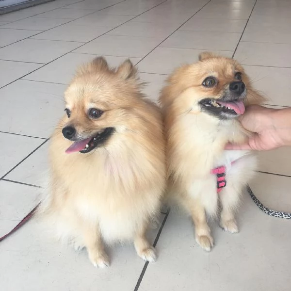 meraviglioso regalo di splitz  cuccioli di splitz di ottima genealogia, già vaccinati, sverminati e 