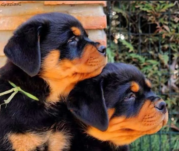 regalo cuccioli rottweiler bellissimi cuccioli di rottweiler di prima scelta in pronta consegna micr