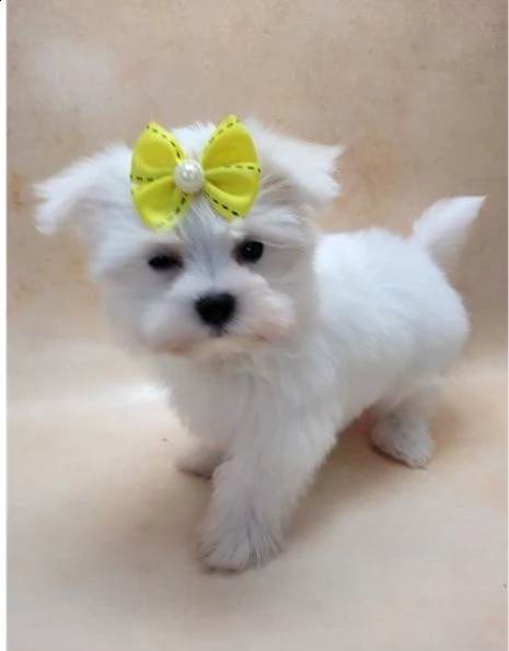 regalo maltese
