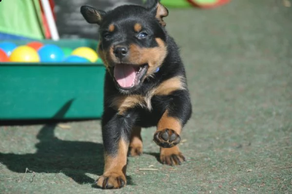 disponibili cuccioli di rottweiler maschio e femmina | Foto 2