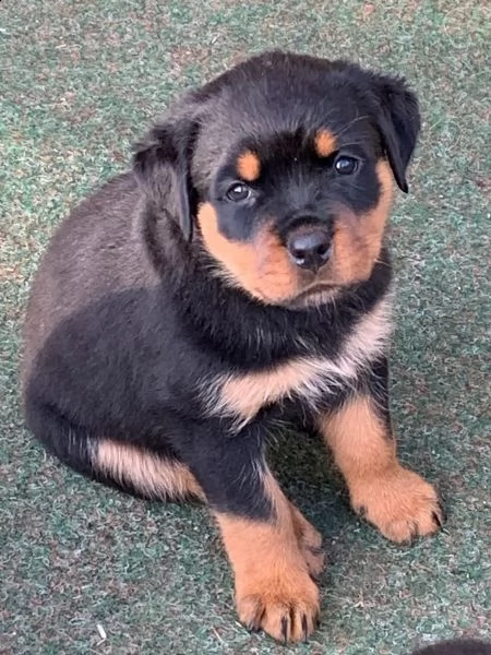 disponibili cuccioli di rottweiler maschio e femmina | Foto 1