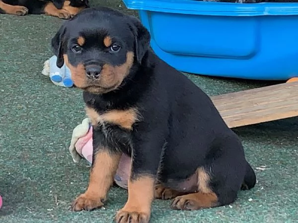 disponibili cuccioli di rottweiler maschio e femmina | Foto 0