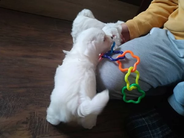 regalo cuccioli maltesi