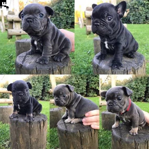 regalo cuccioli di cane a bulldog francese